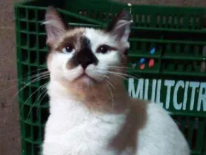 Gato raça Viralata idade 2 a 6 meses nome Sem nome