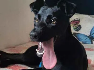 Cachorro raça SRD idade 7 a 11 meses nome Afrodite 