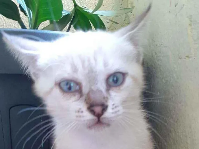 Gato raça Indefinida idade 2 a 6 meses nome Nina