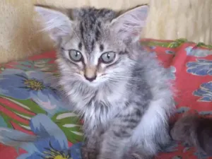 Gato raça Srd idade Abaixo de 2 meses nome Aika