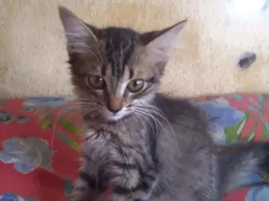 Gato raça Srd idade Abaixo de 2 meses nome Gigi