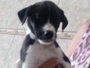 Cachorro raça Srd idade Abaixo de 2 meses nome Suzy