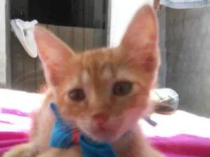 Gato raça Diferente idade 2 a 6 meses nome Leon