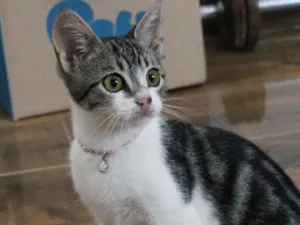 Gato raça SRD-ViraLata idade 2 a 6 meses nome Mian Mian