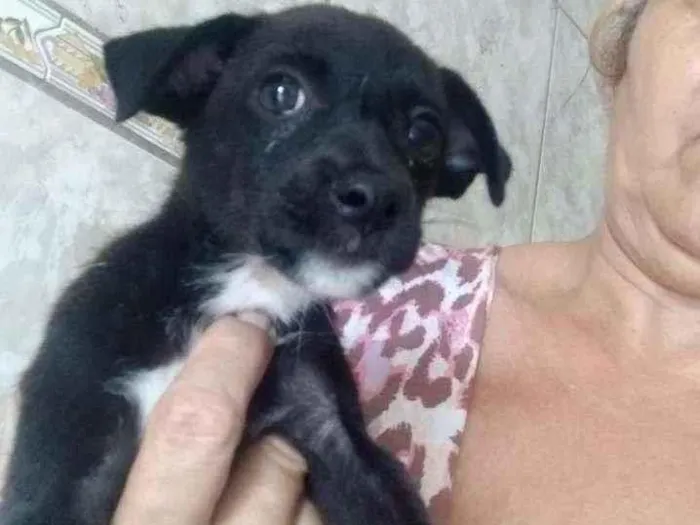 Cachorro ra a Srd idade Abaixo de 2 meses nome Luna