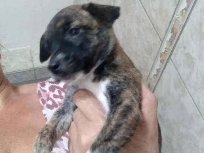 Cachorro ra a Srd idade Abaixo de 2 meses nome Doly