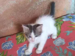 Gato raça Srd idade Abaixo de 2 meses nome Tico