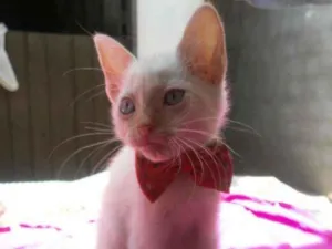 Gato raça Comum idade 2 a 6 meses nome Lili