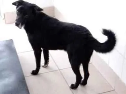 Cachorro raça Vira lata idade 6 ou mais anos nome Barlog
