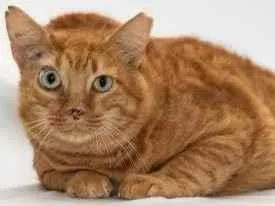 Gato raça Mestiça abissimo idade 6 ou mais anos nome Mano 