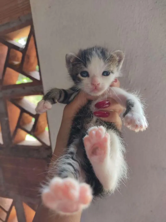 Gato raça Vira lata idade 2 a 6 meses nome Ceci