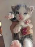 Ceci