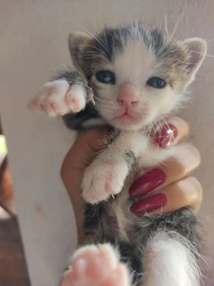 Gato raça Vira lata idade 2 a 6 meses nome Ceci