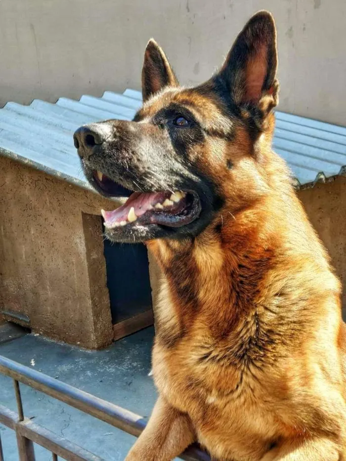 Cachorro ra a PASTOR ALEMÃO idade 3 anos nome THOR
