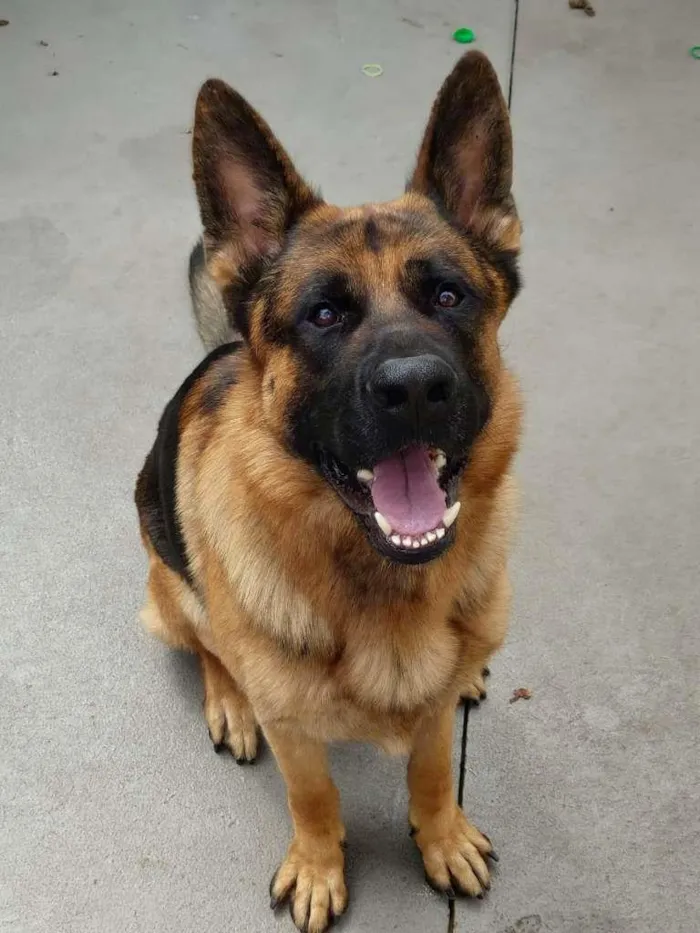 Cachorro ra a PASTOR ALEMÃO idade 3 anos nome THOR