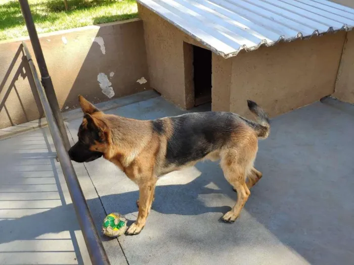 Cachorro ra a PASTOR ALEMÃO idade 3 anos nome THOR