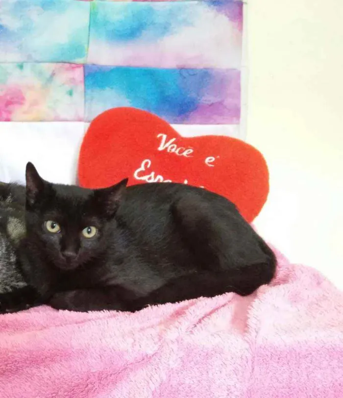 Gato ra a Sem raça definida  idade 2 a 6 meses nome Olivia 