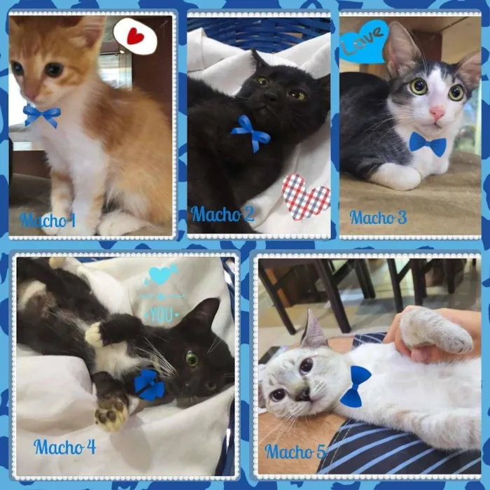 Gato ra a SRD-ViraLata idade Abaixo de 2 meses nome Lindos Filhotes