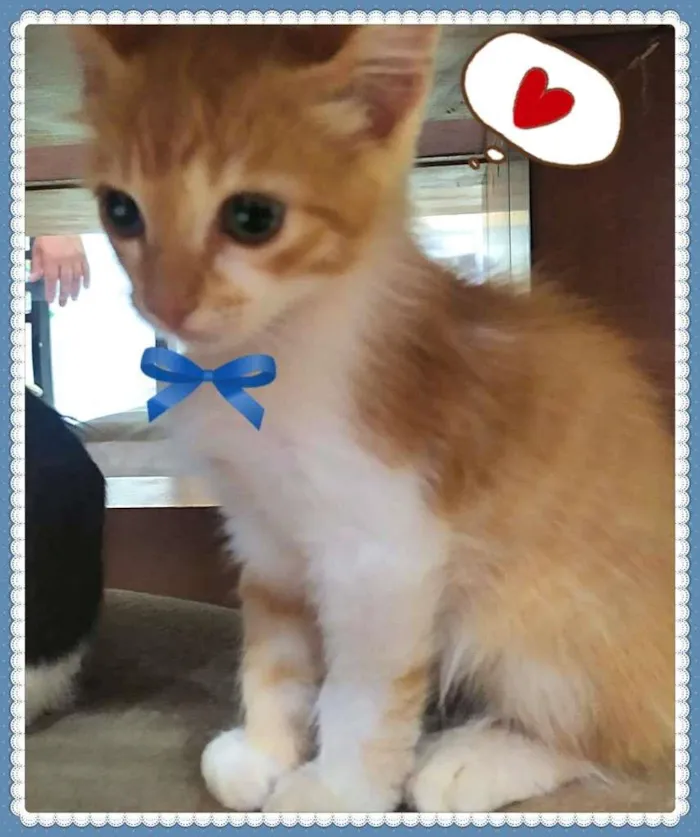 Gato ra a SRD-ViraLata idade Abaixo de 2 meses nome Lindos Filhotes