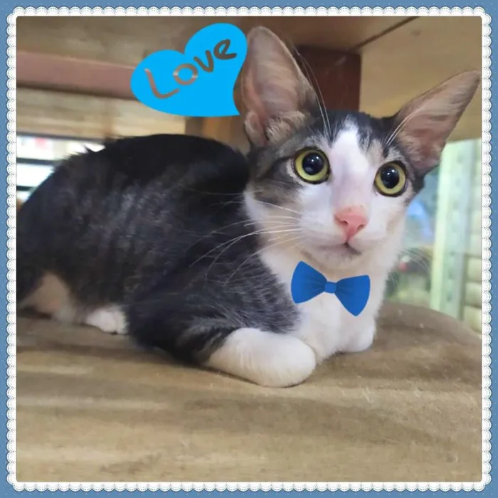 Gato ra a SRD-ViraLata idade Abaixo de 2 meses nome Lindos Filhotes