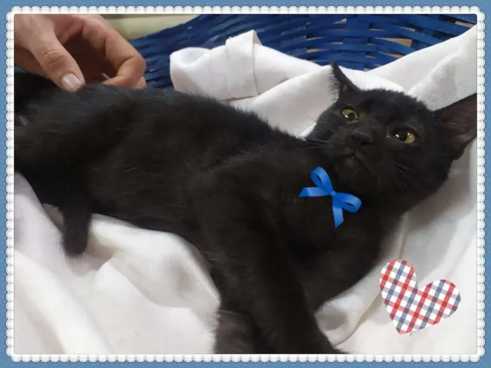 Gato ra a SRD-ViraLata idade Abaixo de 2 meses nome Lindos Filhotes