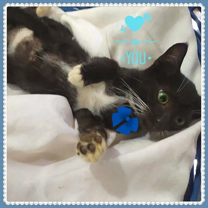 Gato ra a SRD-ViraLata idade Abaixo de 2 meses nome Lindos Filhotes