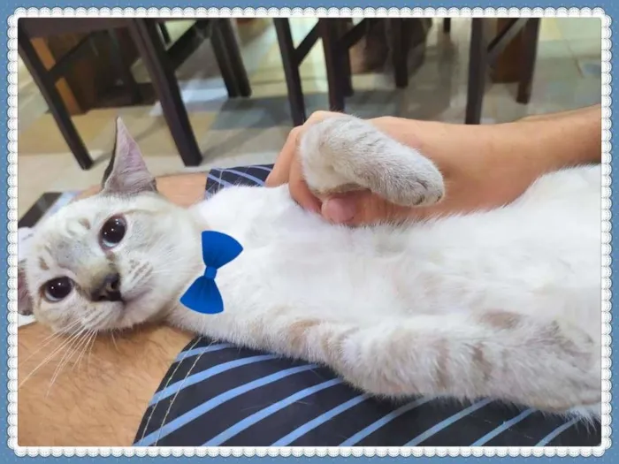 Gato ra a SRD-ViraLata idade Abaixo de 2 meses nome Lindos Filhotes
