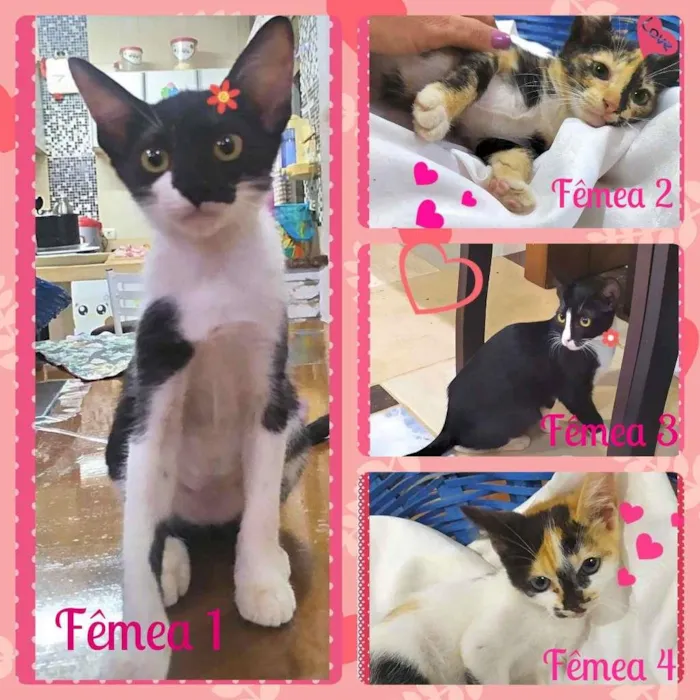 Gato ra a SRD-ViraLata idade Abaixo de 2 meses nome Lindas Filhotes