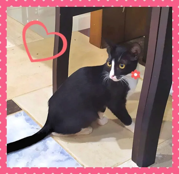 Gato ra a SRD-ViraLata idade Abaixo de 2 meses nome Lindas Filhotes