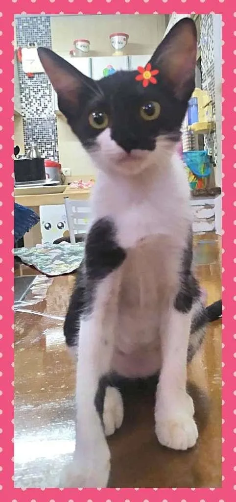 Gato ra a SRD-ViraLata idade Abaixo de 2 meses nome Lindas Filhotes