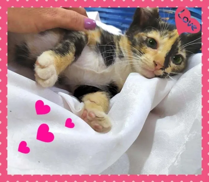Gato ra a SRD-ViraLata idade Abaixo de 2 meses nome Lindas Filhotes