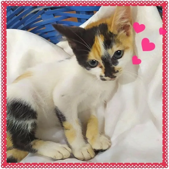 Gato ra a SRD-ViraLata idade Abaixo de 2 meses nome Lindas Filhotes