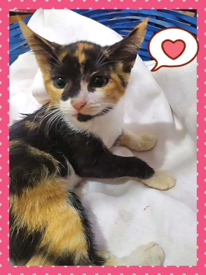 Gato ra a SRD-ViraLata idade Abaixo de 2 meses nome Lindas Filhotes