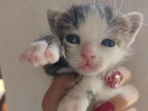 Gato raça Vira lata idade 2 a 6 meses nome Ceci