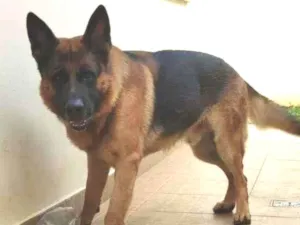 Cachorro raça PASTOR ALEMÃO idade 3 anos nome THOR