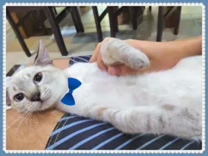 Gato raça SRD-ViraLata idade Abaixo de 2 meses nome Lindos Filhotes