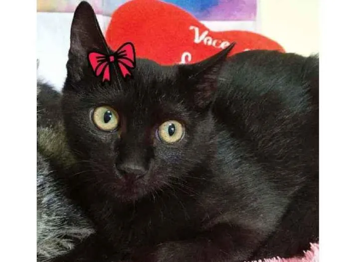Gato ra a Sem raça definida  idade 2 a 6 meses nome Olivia 
