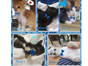 Gato raça SRD-ViraLata idade Abaixo de 2 meses nome Lindos Filhotes