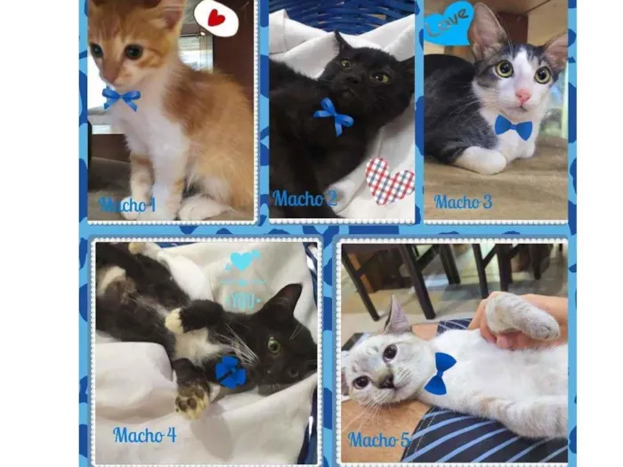 Gato ra a SRD-ViraLata idade Abaixo de 2 meses nome Lindos Filhotes