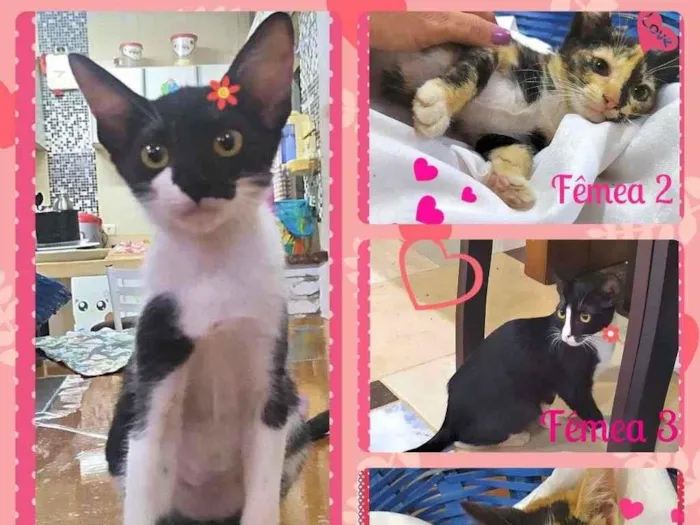 Gato ra a SRD-ViraLata idade Abaixo de 2 meses nome Lindas Filhotes