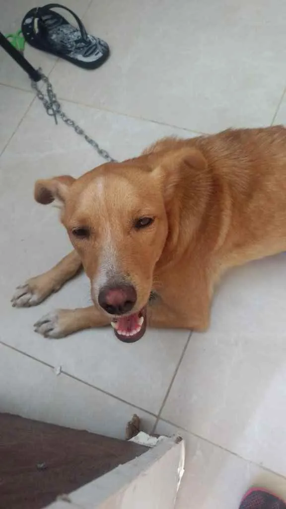 Cachorro raça Srd idade 7 a 11 meses nome Matilda Castrada 