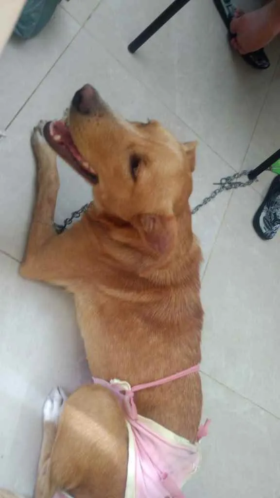 Cachorro raça Srd idade 7 a 11 meses nome Matilda Castrada 