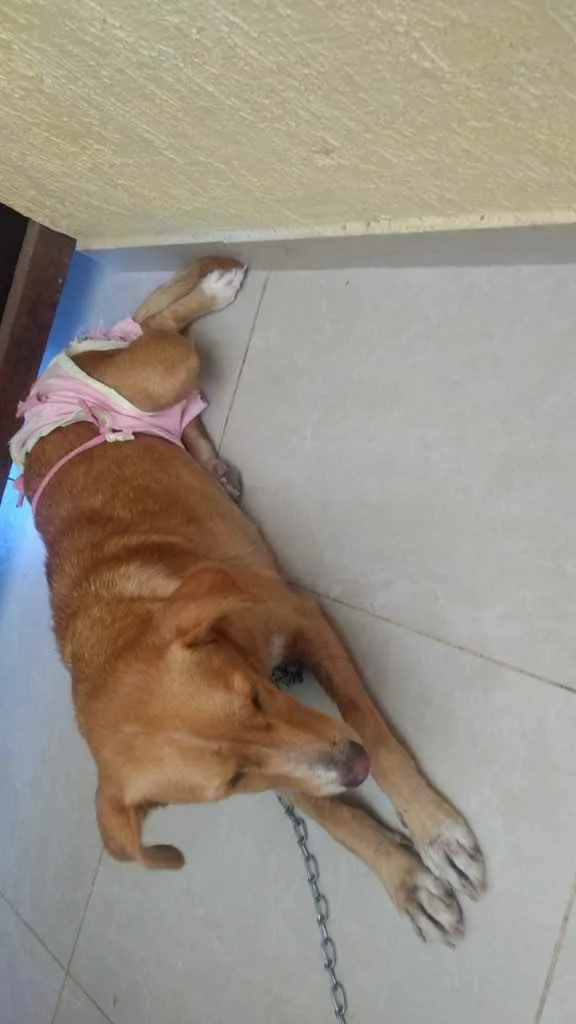 Cachorro raça Srd idade 7 a 11 meses nome Matilda Castrada 