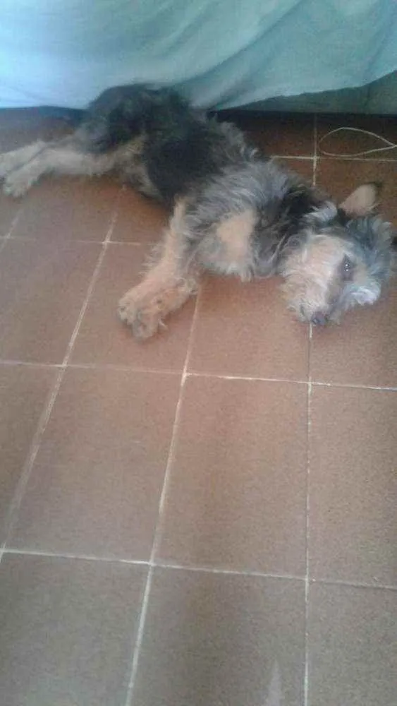 Cachorro ra a Poodle mistura com yorkshire idade 2 anos nome Thor