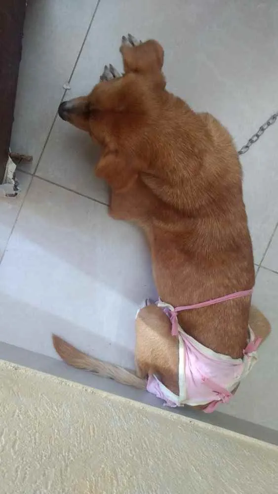 Cachorro raça Srd idade 7 a 11 meses nome Matilda Castrada 