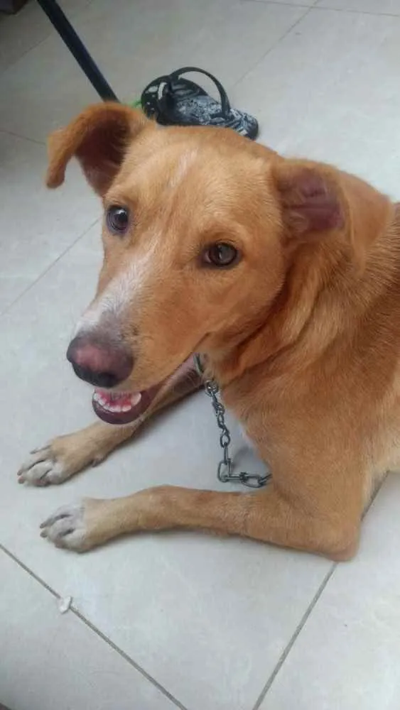 Cachorro raça Srd idade 7 a 11 meses nome Matilda Castrada 