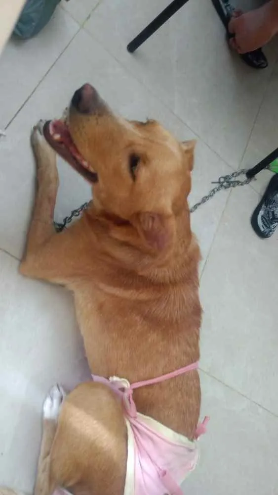 Cachorro raça Srd idade 7 a 11 meses nome Matilda Castrada 