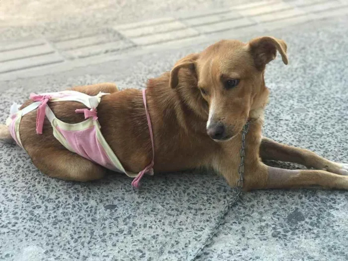 Cachorro raça Srd idade 7 a 11 meses nome Matilda Castrada 