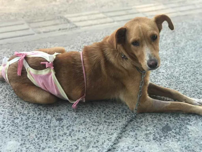 Cachorro raça Srd idade 7 a 11 meses nome Matilda Castrada 