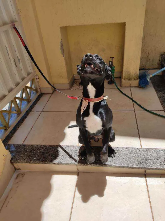 Cachorro ra a SRD idade 7 a 11 meses nome Amora